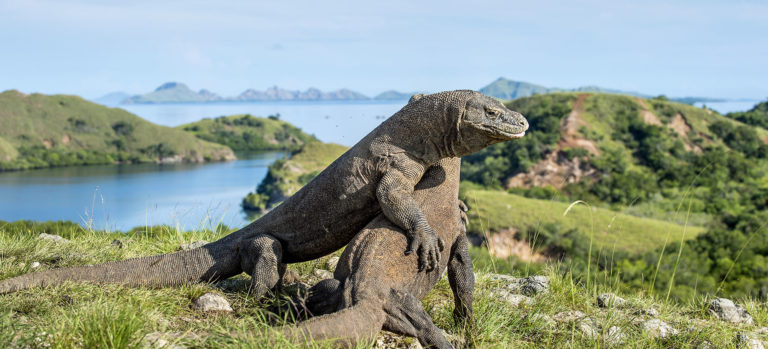 5 Sudut Indah di Labuan Bajo