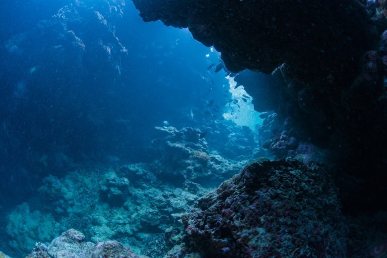 4 Spesies Ikan yang Bisa Bertahan Hidup Di Laut Terdalam