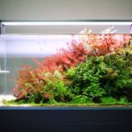 Komunitas Aquascape SiCepat Ekspres