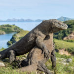 5 Sudut Indah di Labuan Bajo