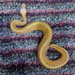 Iseng-iseng Dapat Cuan Dari Hobi Pelihara Reptil