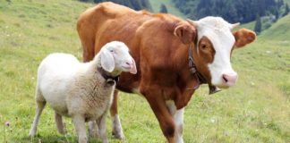 5 Makna Berkurban Saat Idul Adha