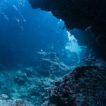 4 Spesies Ikan yang Bisa Bertahan Hidup Di Laut Terdalam