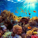 Wisata Akuarium Terindah Di Dunia