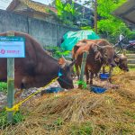 SiCepat Ekspres Salurkan 110 Hewan Kurban