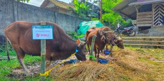 SiCepat Ekspres Salurkan 110 Hewan Kurban