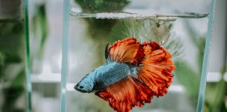 Cara Merawat Ikan Cupang