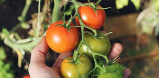 Cek Tips Tanam Sayuran Organik untuk Panen Maksimal