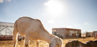 Template Ucapan Hari Raya Idul Adha 2022, Sambut Lebaran Kurban dengan Doa dan Makna Hari Raya Idul Adha