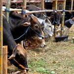 MUI Rilis Panduan untuk Mencegah Hewan Kurban Terpapar Penyakit Mulut dan Kuku (PMK)