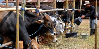 MUI Rilis Panduan untuk Mencegah Hewan Kurban Terpapar Penyakit Mulut dan Kuku (PMK)