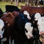 Pemerintah Tetapkan Status Darurat Terhadap Wabah PMK yang Terus Menyebar