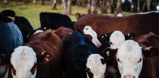 Pemerintah Tetapkan Status Darurat Terhadap Wabah PMK yang Terus Menyebar