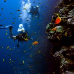 4 Lokasi Diving Spot Terbaik di Indonesia yang Wajib Kamu Jelajahi! Diving Spot