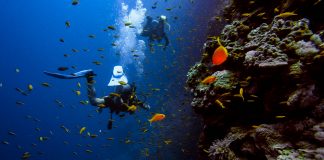 4 Lokasi Diving Spot Terbaik di Indonesia yang Wajib Kamu Jelajahi! Diving Spot