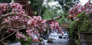 Berkunjung ke Wisata Alam Umbulan Tanaka Malang, Sajikan Panorama Alam ala Negara Jepang