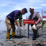 Konversi Sampah Jadi Pohon, SiCepat Ekspres Gandeng Duitin Tanam 1.000 Bibit Mangrove di Brebes